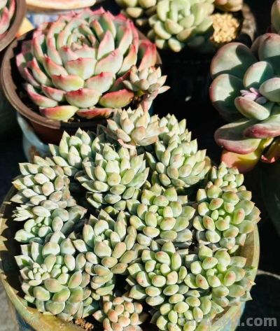 冬日的多肉——这风景里不只有绚丽，还有那份随遇而安 - 图画吧TUHUABA