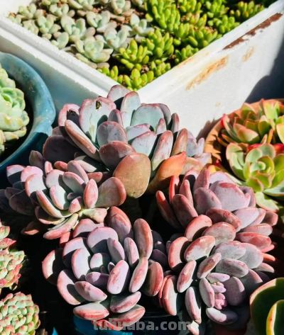 冬日的多肉——这风景里不只有绚丽，还有那份随遇而安 - 图画吧TUHUABA