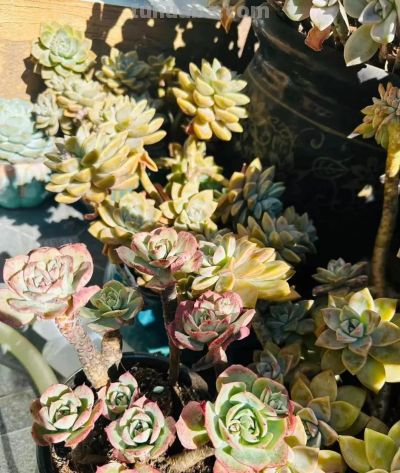 冬日的多肉——这风景里不只有绚丽，还有那份随遇而安 - 图画吧TUHUABA