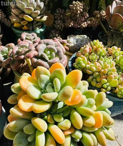 冬日的多肉——这风景里不只有绚丽，还有那份随遇而安 - 图画吧TUHUABA