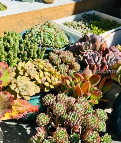 冬日的多肉——这风景里不只有绚丽，还有那份随遇而安 - 图画吧TUHUABA