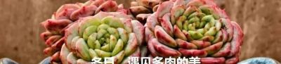 冬日的多肉——这风景里不只有绚丽，还有那份随遇而安 - 图画吧TUHUABA