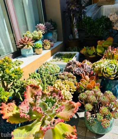 冬日的多肉——这风景里不只有绚丽，还有那份随遇而安 - 图画吧TUHUABA