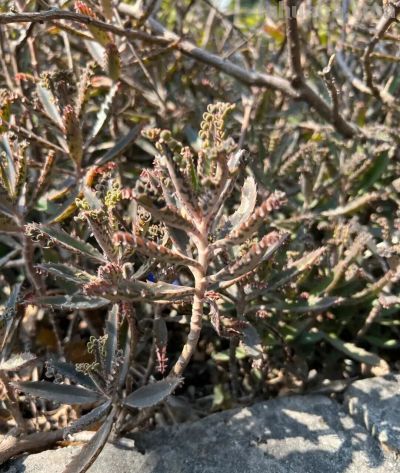 路边常见的多肉植物，自带“繁殖外挂” ，还有“不死鸟”之称 - 今日头条