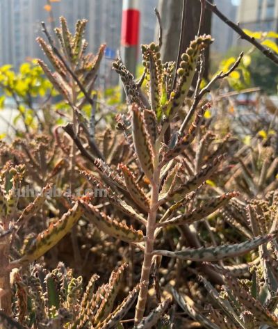 路边常见的多肉植物，自带“繁殖外挂” ，还有“不死鸟”之称 - 图画吧TUHUABA