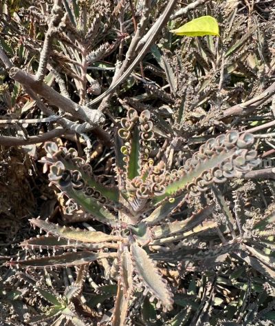 路边常见的多肉植物，自带“繁殖外挂” ，还有“不死鸟”之称 - 图画吧TUHUABA