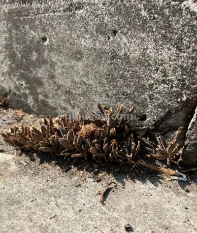 路边常见的多肉植物，自带“繁殖外挂” ，还有“不死鸟”之称 - 图画吧TUHUABA