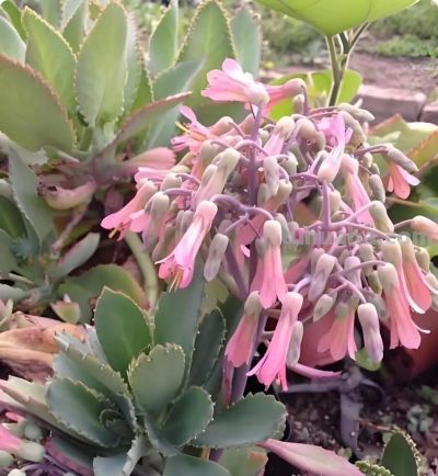 路边常见的多肉植物，自带“繁殖外挂” ，还有“不死鸟”之称 - 图画吧TUHUABA