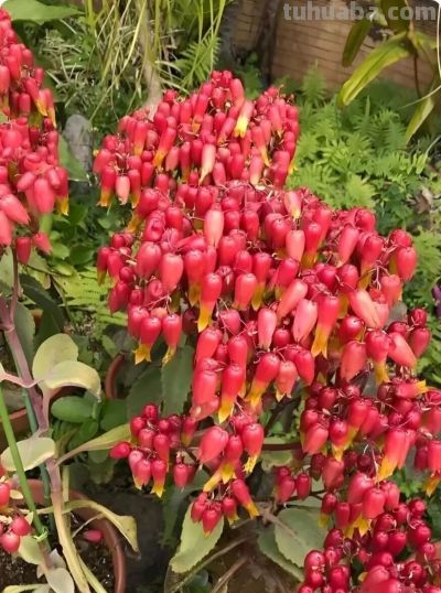 路边常见的多肉植物，自带“繁殖外挂” ，还有“不死鸟”之称 - 图画吧TUHUABA