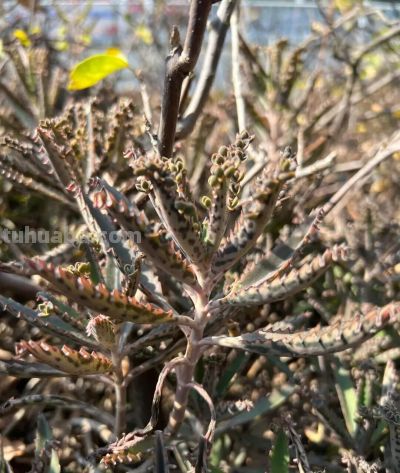路边常见的多肉植物，自带“繁殖外挂” ，还有“不死鸟”之称 - 图画吧TUHUABA