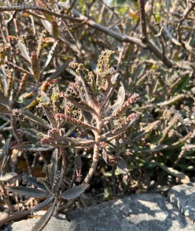 路边常见的多肉植物，自带“繁殖外挂” ，还有“不死鸟”之称 - 图画吧TUHUABA