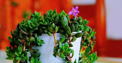 多肉自有自风骨，不羡名花富贵，自将生意藏锋 - 今日头条