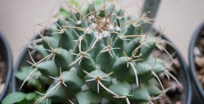 仙人球也有很多种！哪几种比较适合盆栽，而且能养几十年呢？ - 图画吧TUHUABA