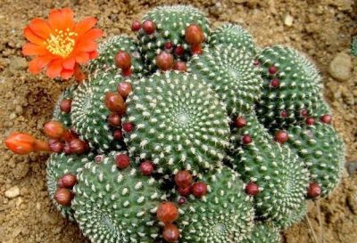 仙人球也有很多种！哪几种比较适合盆栽，而且能养几十年呢？ - 图画吧TUHUABA