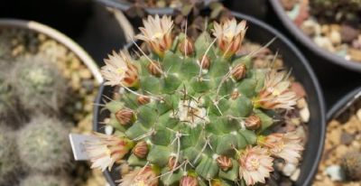 仙人球也有很多种！哪几种比较适合盆栽，而且能养几十年呢？ - 图画吧TUHUABA