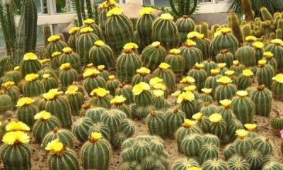 仙人球也有很多种！哪几种比较适合盆栽，而且能养几十年呢？ - 图画吧TUHUABA