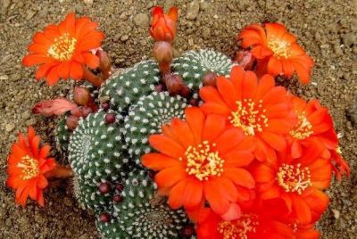 仙人球也有很多种！哪几种比较适合盆栽，而且能养几十年呢？ - 图画吧TUHUABA