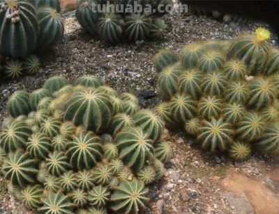 仙人球也有很多种！哪几种比较适合盆栽，而且能养几十年呢？ - 图画吧TUHUABA