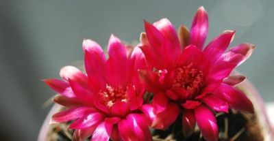 仙人球也有很多种！哪几种比较适合盆栽，而且能养几十年呢？ - 图画吧TUHUABA