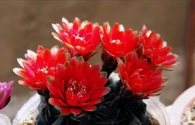 仙人球也有很多种！哪几种比较适合盆栽，而且能养几十年呢？ - 图画吧TUHUABA