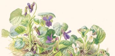 最美手抄水彩绘本,再现百年前的英伦乡野风情 | 福利 - 今日头条 最美手抄水彩绘本,再现百年前的英伦乡野风情 | 福利 - 图画吧TUHUABA