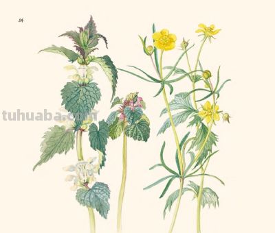 最美手抄水彩绘本,再现百年前的英伦乡野风情 | 福利 - 今日头条 最美手抄水彩绘本,再现百年前的英伦乡野风情 | 福利 - 图画吧TUHUABA