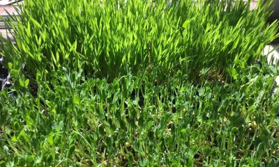 阳台适合的8种“懒人菜”，新手也能种出全家口粮！ - 图画吧TUHUABA