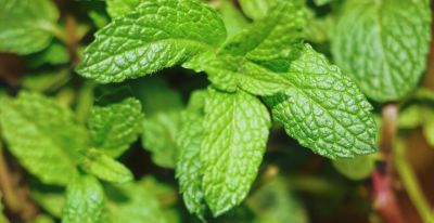 阳台适合的8种“懒人菜”，新手也能种出全家口粮！ - 图画吧TUHUABA