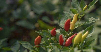 阳台适合的8种“懒人菜”，新手也能种出全家口粮！ - 图画吧TUHUABA