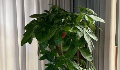 发财树砍头别手软！记住这3种情况，咔嚓一剪，新芽猛蹿拦不住 - 图画吧TUHUABA