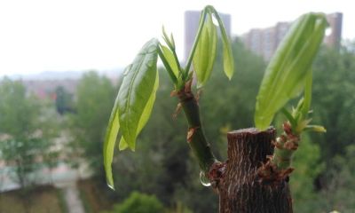 发财树砍头别手软！记住这3种情况，咔嚓一剪，新芽猛蹿拦不住 - 图画吧TUHUABA