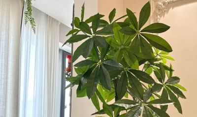 发财树砍头别手软！记住这3种情况，咔嚓一剪，新芽猛蹿拦不住 - 图画吧TUHUABA