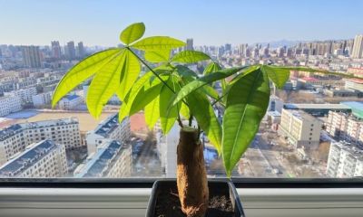 发财树砍头别手软！记住这3种情况，咔嚓一剪，新芽猛蹿拦不住 - 图画吧TUHUABA