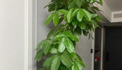 发财树砍头别手软！记住这3种情况，咔嚓一剪，新芽猛蹿拦不住 - 图画吧TUHUABA