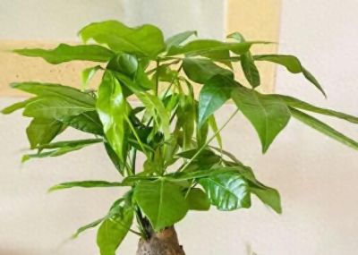 发财树怎么养才能旺盛？ - 今日头条