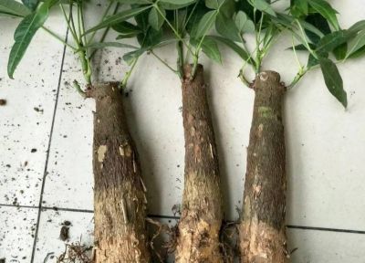 冬天养绿萝发财树，记住“宁干勿湿”，告别黄叶烂根！ - 图画吧TUHUABA