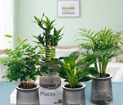 冬天养绿萝发财树，记住“宁干勿湿”，告别黄叶烂根！ - 今日头条