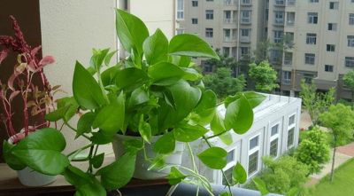 冬天养绿萝发财树，记住“宁干勿湿”，告别黄叶烂根！ - 图画吧TUHUABA