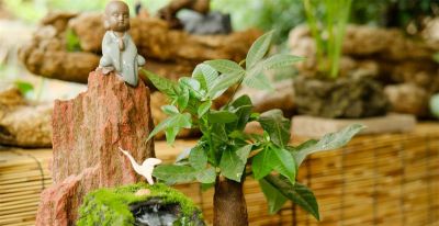 发财树断头后怎么养？跟老赵这样做，稳稳发新芽！ - 图画吧TUHUABA