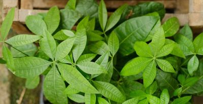 发财树断头后怎么养？跟老赵这样做，稳稳发新芽！ - 图画吧TUHUABA