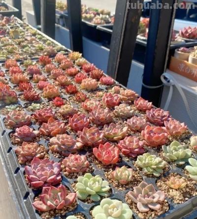 钱没有消失，变成了你喜欢的多肉，养多肉， 也只一种爱好！ - 图画吧TUHUABA