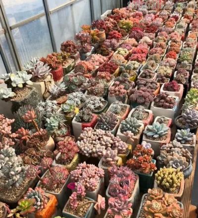 钱没有消失，变成了你喜欢的多肉，养多肉， 也只一种爱好！ - 图画吧TUHUABA