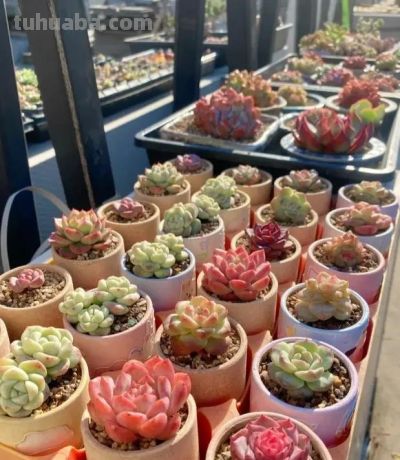 钱没有消失，变成了你喜欢的多肉，养多肉， 也只一种爱好！ - 图画吧TUHUABA