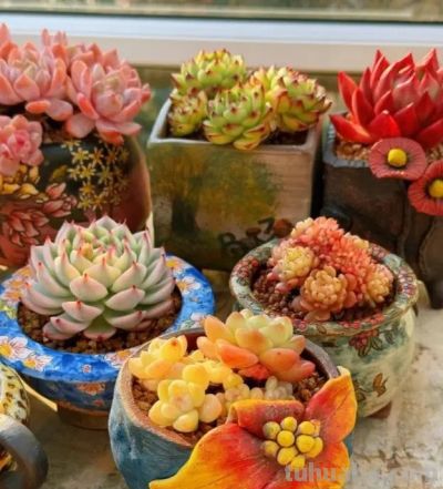 钱没有消失，变成了你喜欢的多肉，养多肉， 也只一种爱好！ - 图画吧TUHUABA