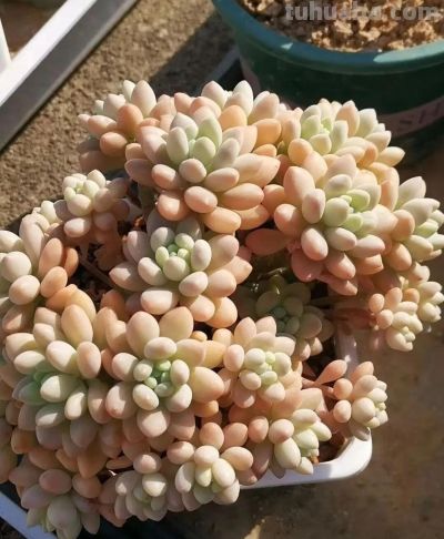 此时的多肉，在一片春光般的绚丽中格外的迷人 - 图画吧TUHUABA