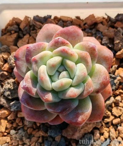 此时的多肉，在一片春光般的绚丽中格外的迷人 - 图画吧TUHUABA