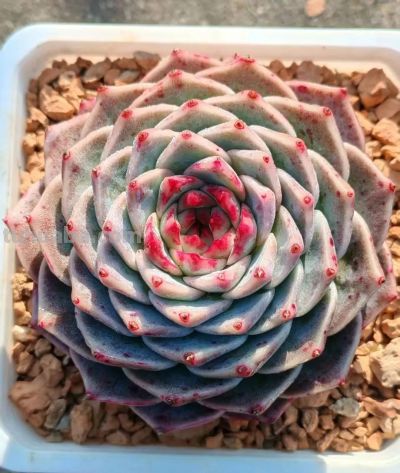 此时的多肉，在一片春光般的绚丽中格外的迷人 - 图画吧TUHUABA