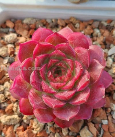 此时的多肉，在一片春光般的绚丽中格外的迷人 - 图画吧TUHUABA