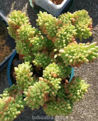 此时的多肉，在一片春光般的绚丽中格外的迷人 - 图画吧TUHUABA