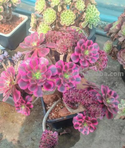 此时的多肉，在一片春光般的绚丽中格外的迷人 - 图画吧TUHUABA